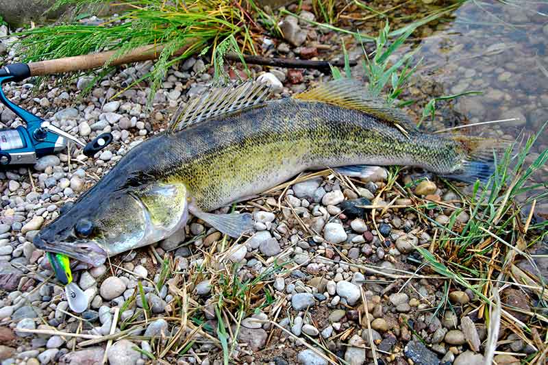 Sterkus – vobleriais. Vietos, kur niekas nežvejoja