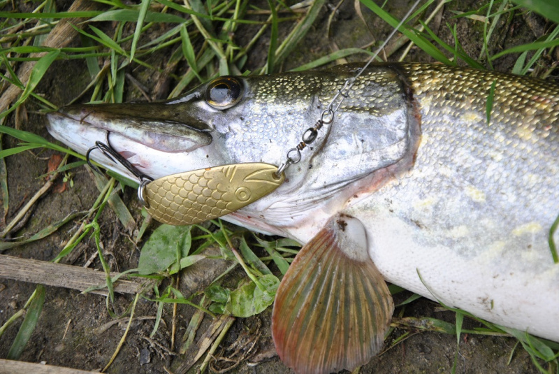 Apie lydekas ir vartikles