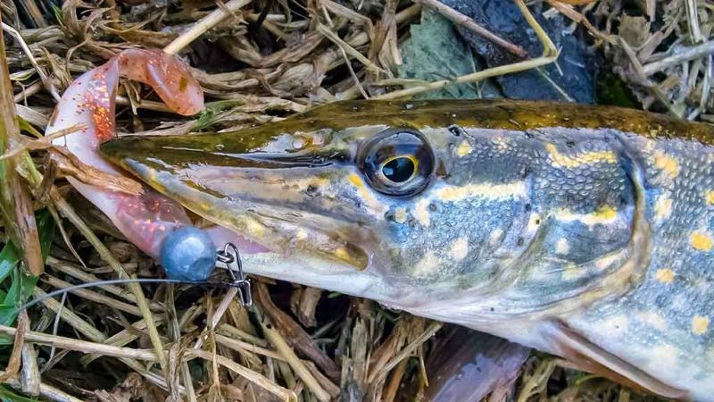 Senvagių lydekos. Šalia Nevėžio sningant... Senvagių lydekos. Šalia Nevėžio sningant...