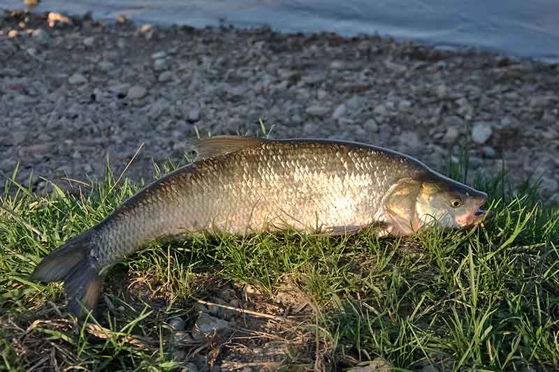 Salačiai ir smėlio laikrodis. Vakarinė žūklė Salačiai ir smėlio laikrodis. Vakarinė žūklė