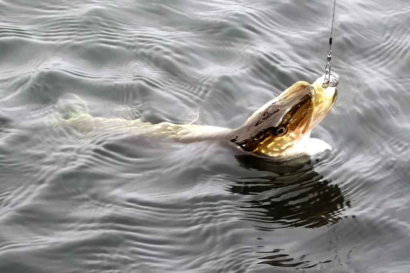 Kibo, kol galutinai nudraskė uodegą