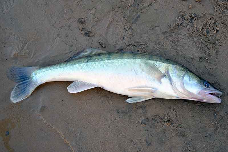 Vidurvasario šešėliuose