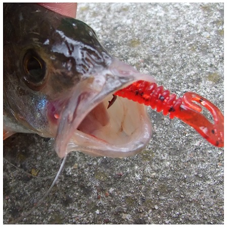 Ešeriai veja mailių į „katilus“