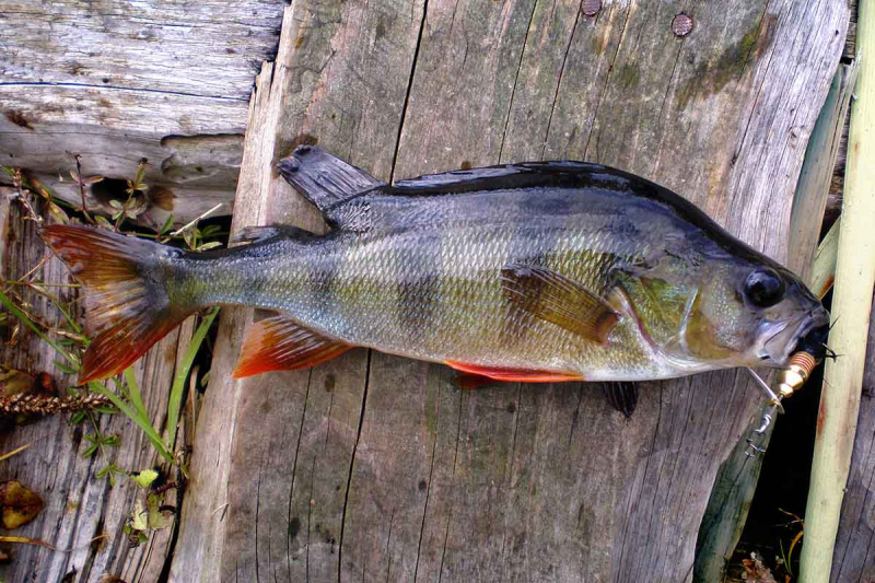 Sukriukės. Lapelių dydžiai ir tai, kas lieka „už kadro“
