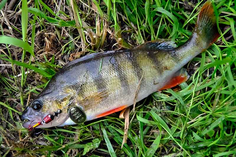Kombinuoti masalai. Apie „skanias“ sukriukes Kombinuoti masalai. Apie „skanias“ sukriukes