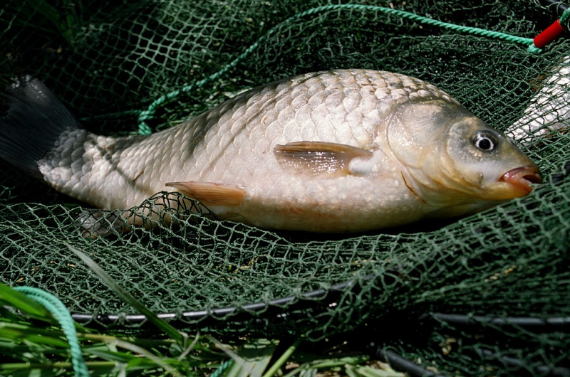 Ar žvejojo Enšteinas?