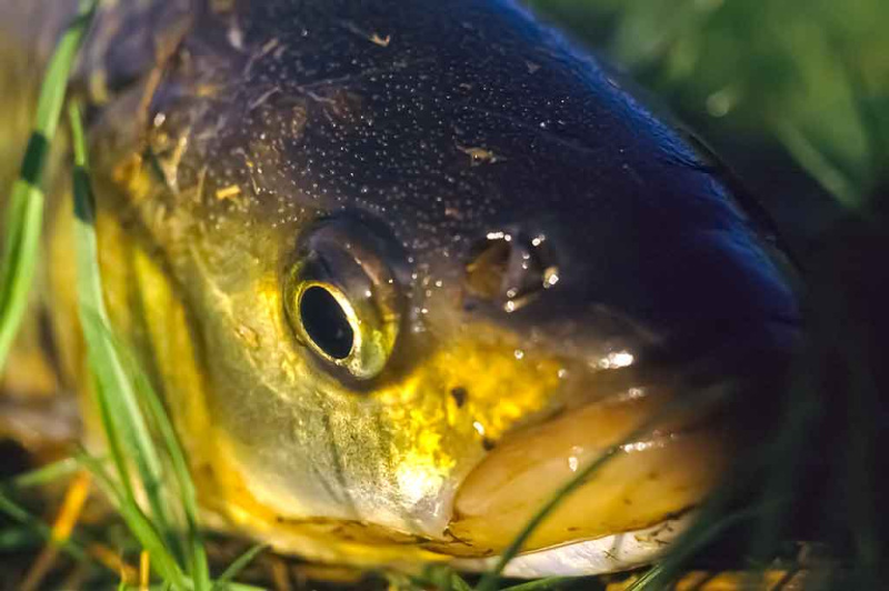 Šapalai ir vobleriai. Tinkami įrankiai Šapalai ir vobleriai. Tinkami įrankiai