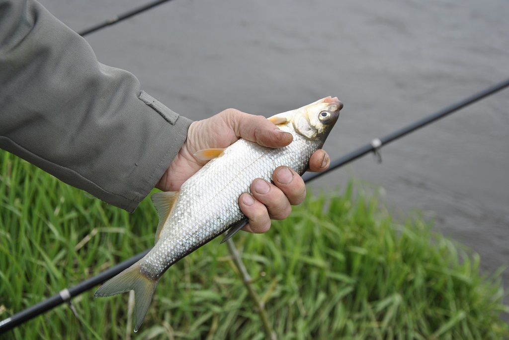 Kaip išsirinkti dugninę žvejybai upėje