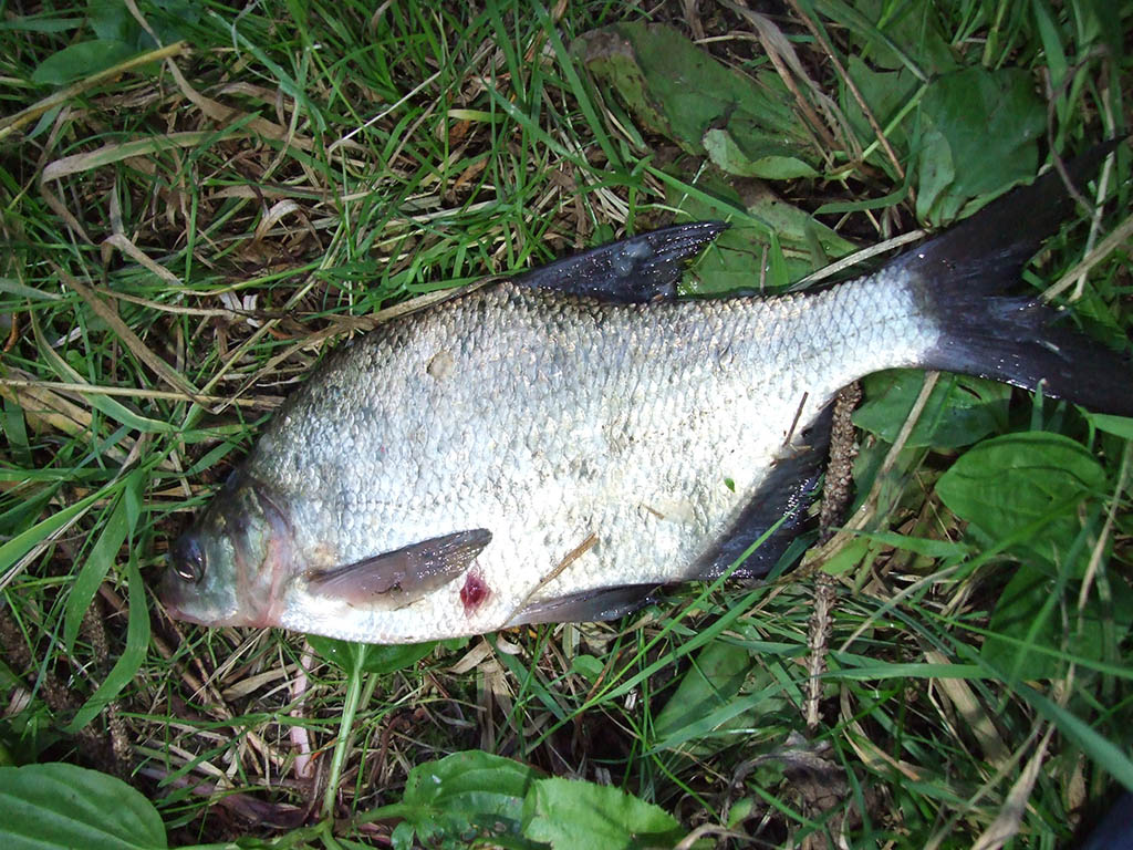 Karšių viliojimas kukuliukais Karšių viliojimas kukuliukais