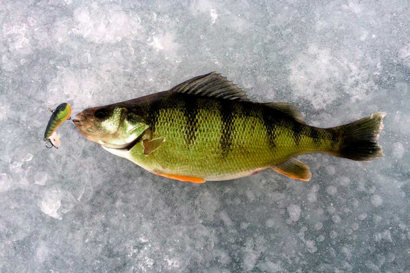 KAM NAUDOJAMI „CHUBBY DARTER“ MASALAI? KAM NAUDOJAMI „CHUBBY DARTER“ MASALAI?