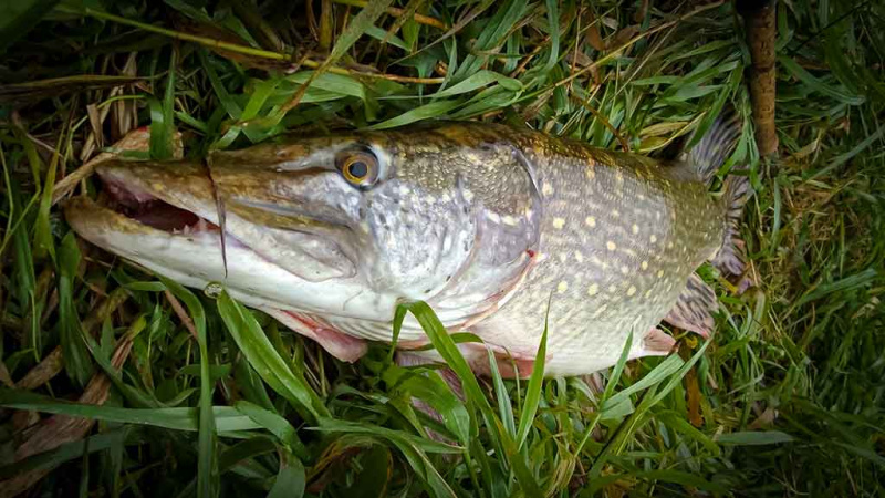 Lydekų žūklė suvešėjus vandenžolėms. „Vabalas“ plėšrūnėms  