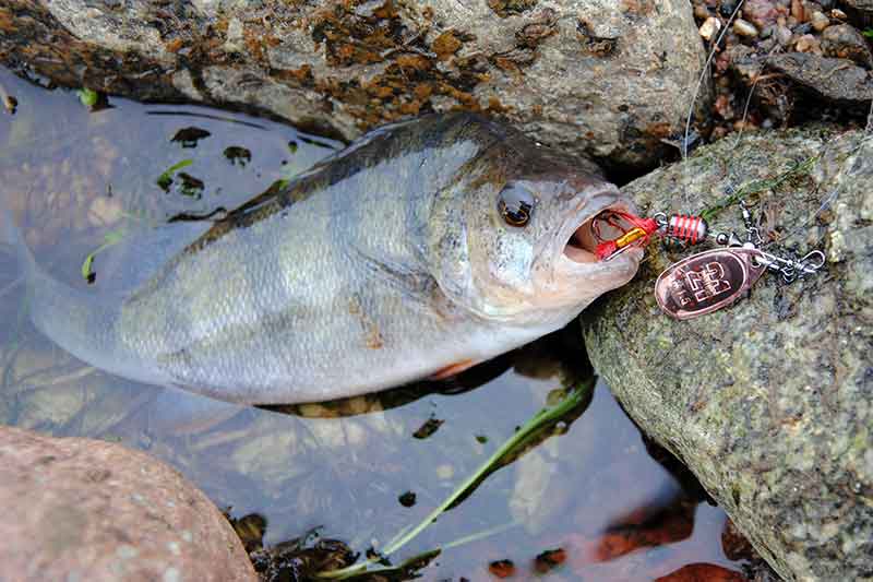 Spiningauti pradėkime lengvomis sukriukėmis