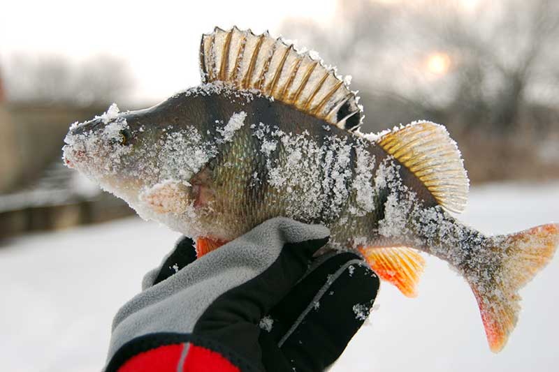 Operatyviai per užsitęsusį atodrėkį