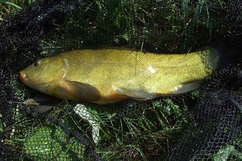 Liepos naktys: kas kimba?