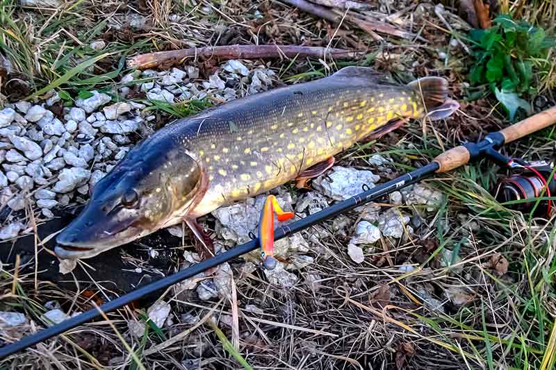 Lydekos rugsėjo mėnesį. Geriausi masalai