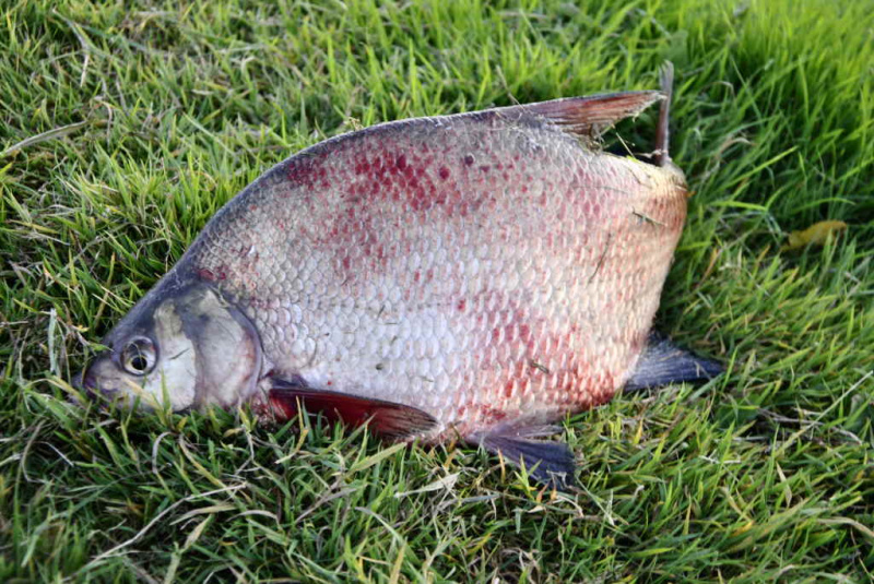 Vasariniai jaukai karšiams