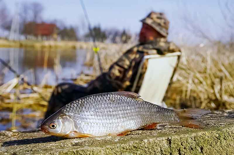 Dugninė žiemą Dugninė žiemą