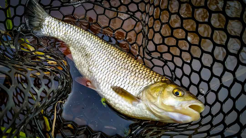 Pavasariniai šapalai su Basara spiningu Pavasariniai šapalai su Basara spiningu