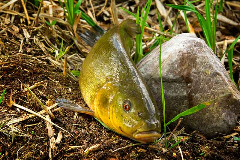 Meškeriotojo virtuvė. Kitos bazinio jauko sudėtinės dalys
