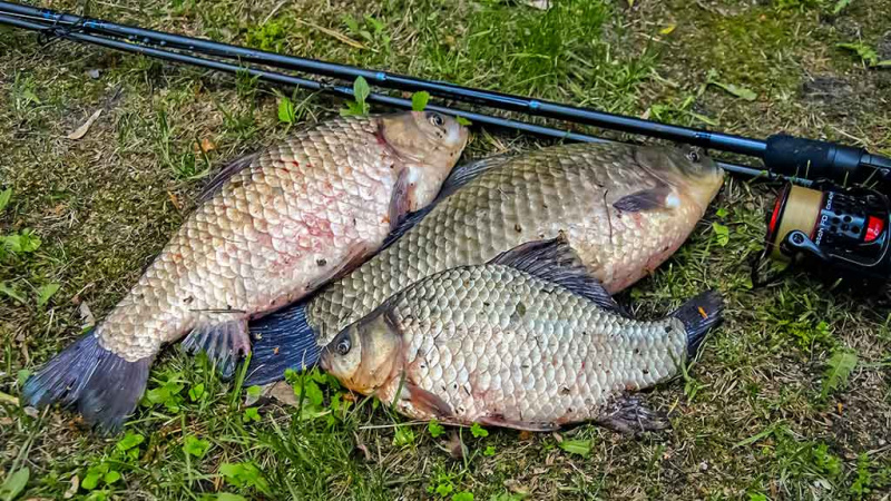 Karosų meškeriojimas naudojant waggler plūdę