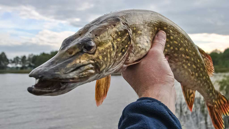 Kai šalna nubalina ežerų pakrantes. Mano mėgstamiausi ežerai Kai šalna nubalina ežerų pakrantes. Mano mėgstamiausi ežerai