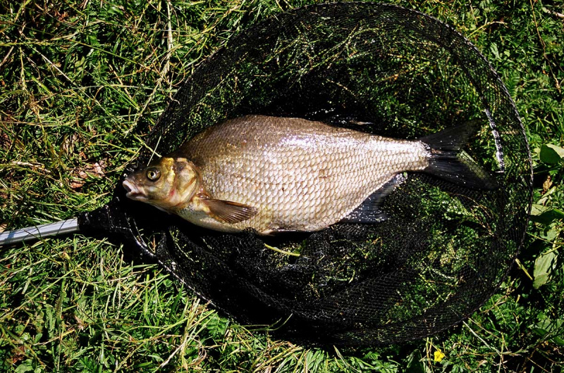 Ar gali karpininkai mokyti plūdininkus meškerioti?