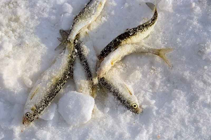 Smagiausia poledinė žūklė. Kur ieškoti laimikio