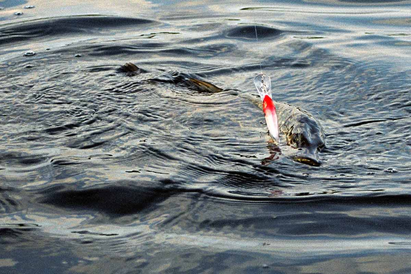 Rudenį šalia vandenžolių