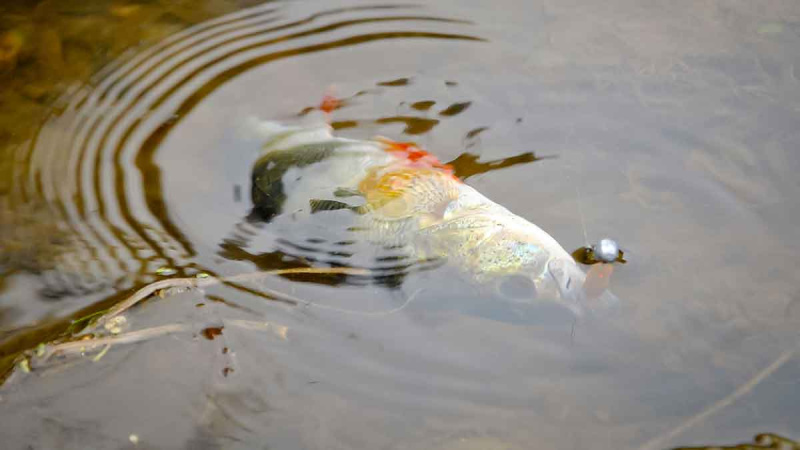 Bendrai apie fluorokarboną ir išskirtinai apie Seaguar