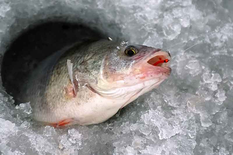 O velnias, koooks ešerys! Raguotieji, kipšai, pinčiukai...