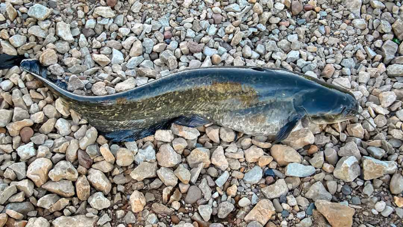 Pasiūlykim šamui silikoninę varlę Pasiūlykim šamui silikoninę varlę