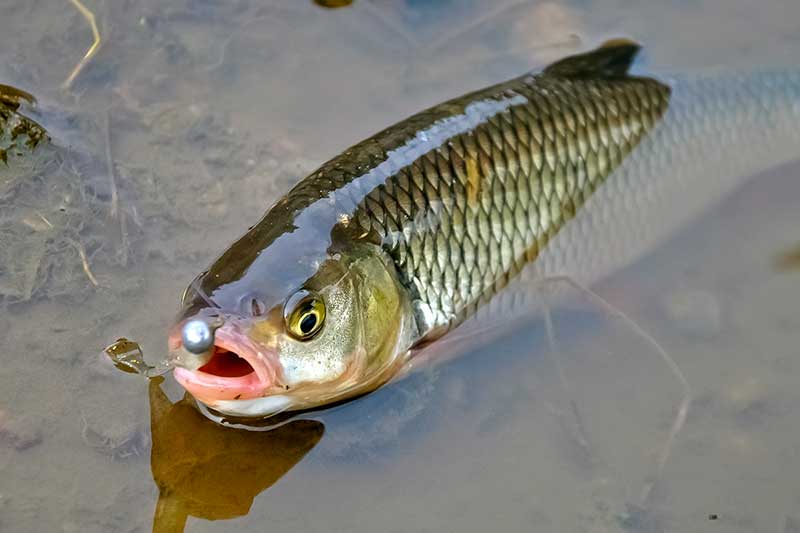Dviejų colių guminukai. Naktinė žūklė ultralight stiliumi