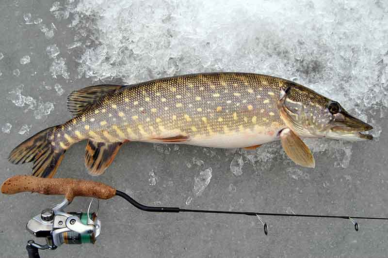 Pasvarstymai apie žiemines blizges