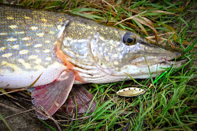 Sukriukės su pasunkintas kūneliais – vertas dėmesio masalas Sukriukės su pasunkintas kūneliais – vertas dėmesio masalas