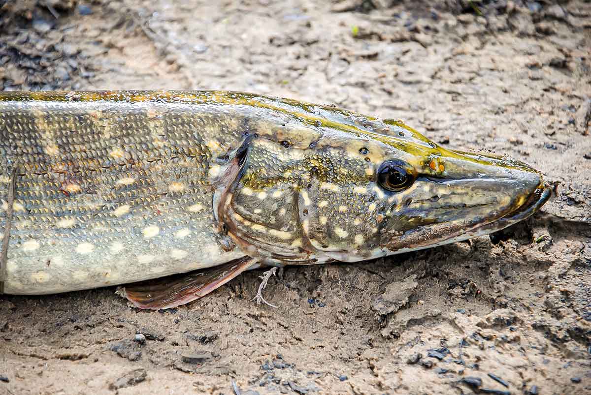 Nutrinkime sterkui nugarą. Pirma dalis Nutrinkime sterkui nugarą. Pirma dalis