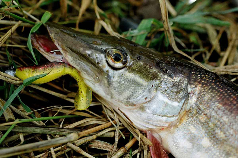 Ruduo ir lydekos. Kas pasikeitė?