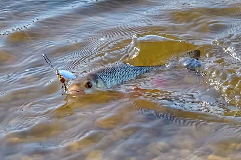Ešeriai ir mėlynos sukriukės fenomenas