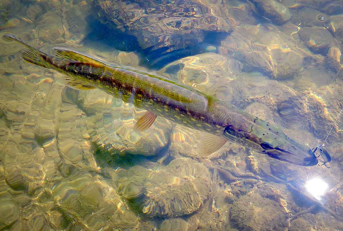 Bendrai apie fluorokarboną ir išskirtinai apie Seaguar Bendrai apie fluorokarboną ir išskirtinai apie Seaguar