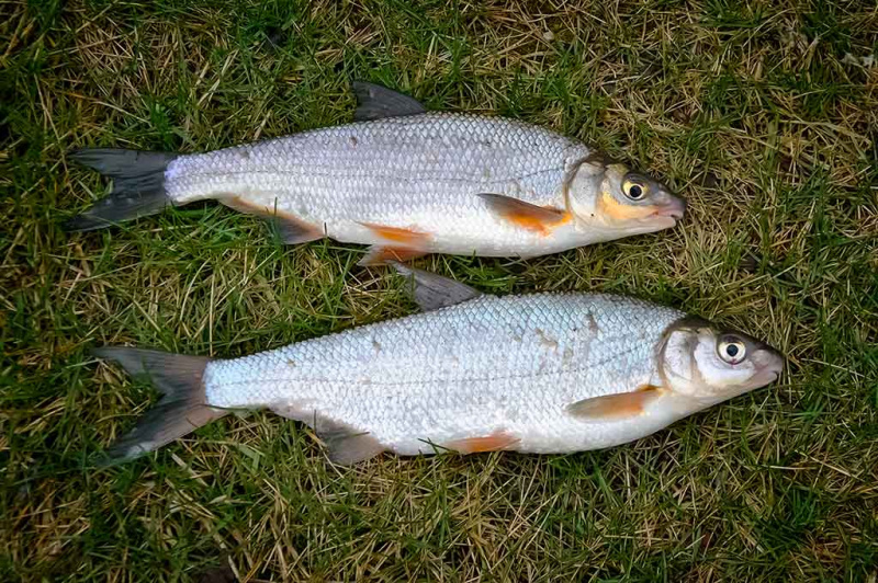 Cikados – ne vien plėšrūnių gaudymui Cikados – ne vien plėšrūnių gaudymui