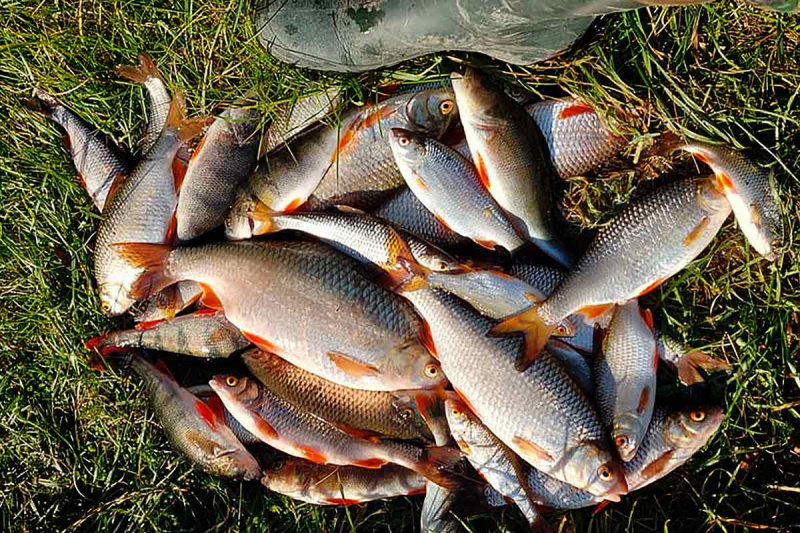 Nevėžis, lervos ir daugybė žuvų