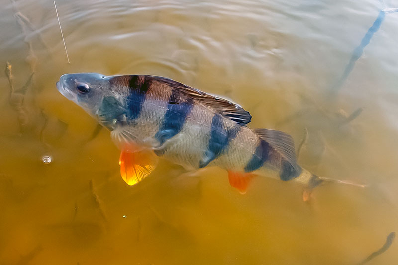 Su spiningu sningant. Tinkamiausia apranga Su spiningu sningant. Tinkamiausia apranga