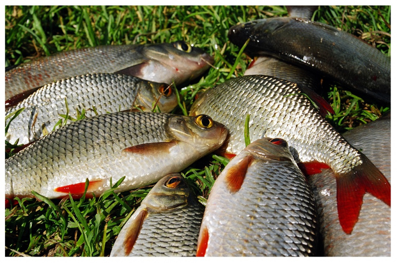 Kaip pagauti ežero raudę