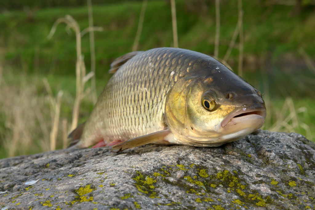 Mažas mailius – didelei žuviai
