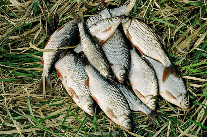 Iš senų užrašų. Dvi dienos iki Kiaulės metų. Pirma dalis Iš senų užrašų. Dvi dienos iki Kiaulės metų. Pirma dalis