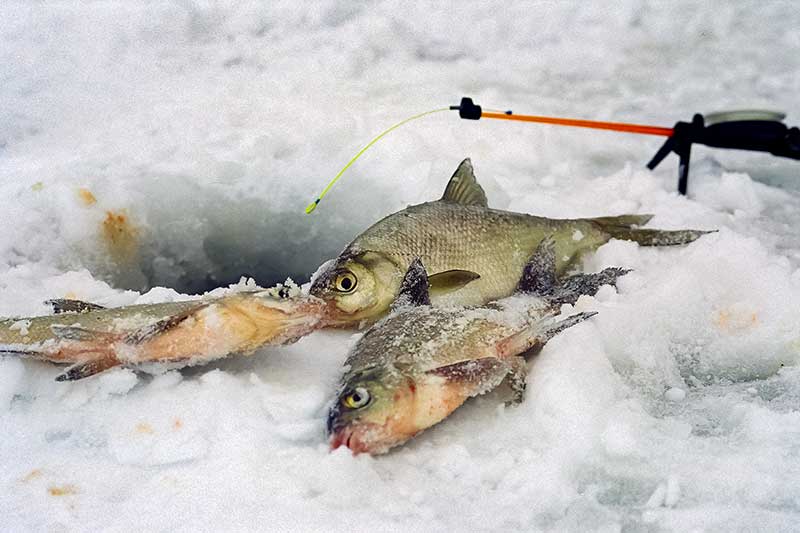 Veidrodėlių, taškelių kombinacijos su avižėle ir svareliu