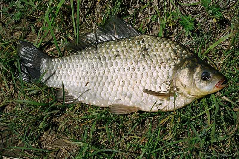 Karosus kaunietiškai