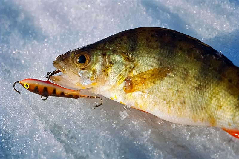 Apie dideles švytuokles