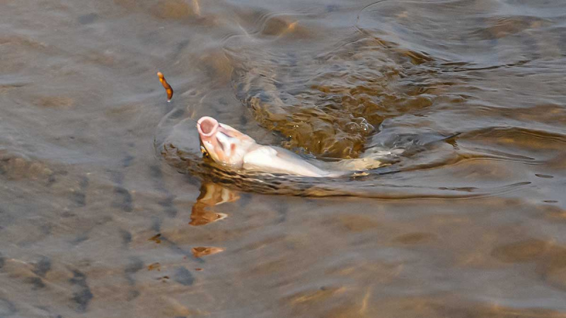 20 žvejybinių faktų apie karšį