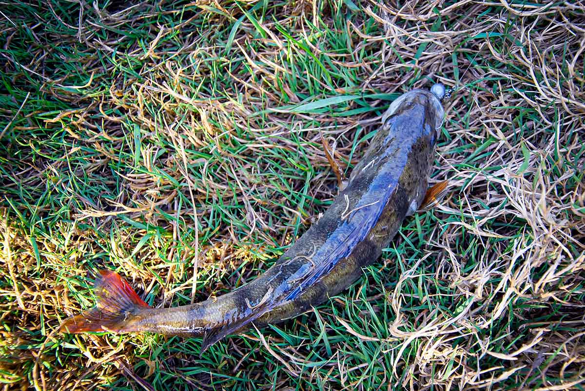 Bendrai apie fluorokarboną ir išskirtinai apie Seaguar Bendrai apie fluorokarboną ir išskirtinai apie Seaguar