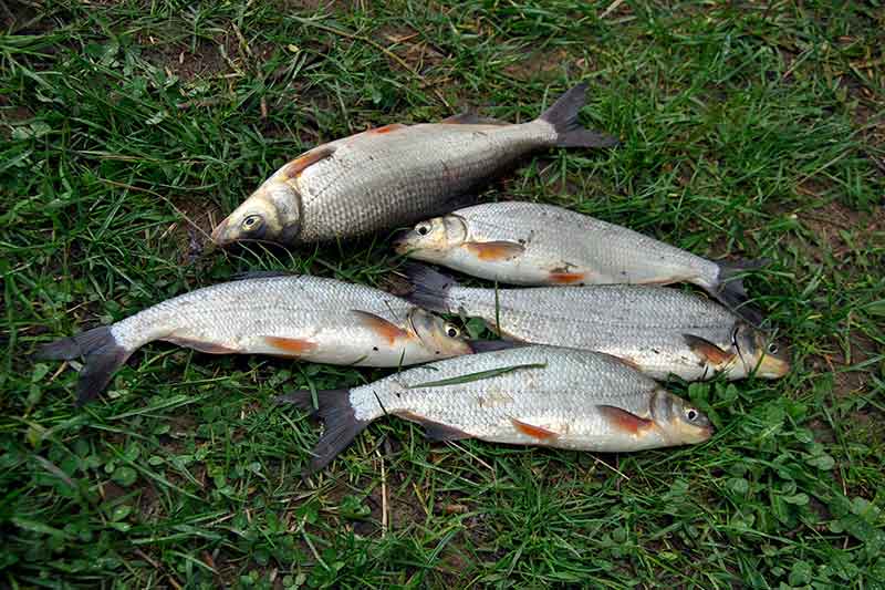 Žiobrinės peripetijos arba kodėl žemaitis suvalkietį išvadino asilu